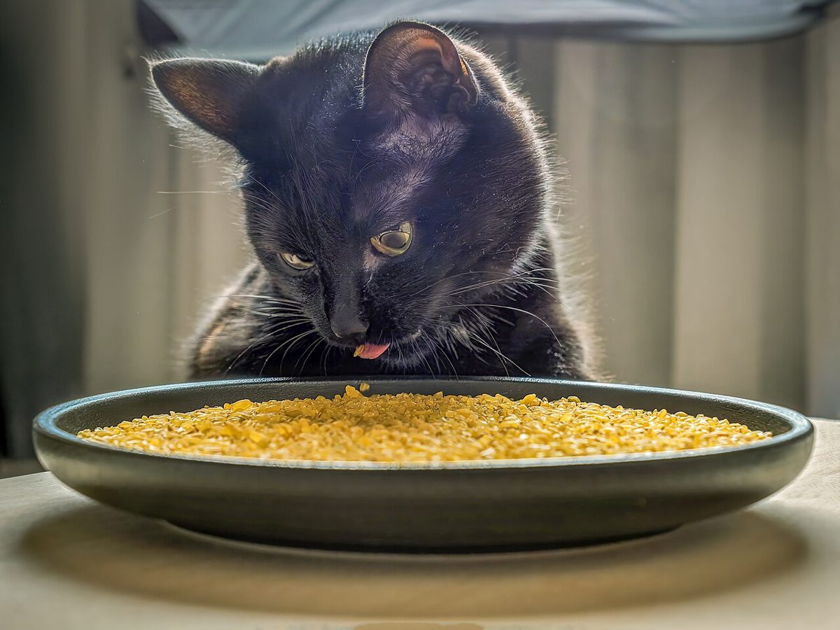 Dry Cat Food (2kg)
