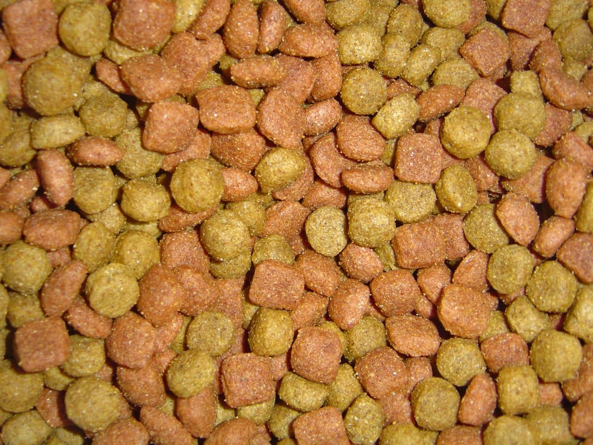 Adult Dog Food (10kg)