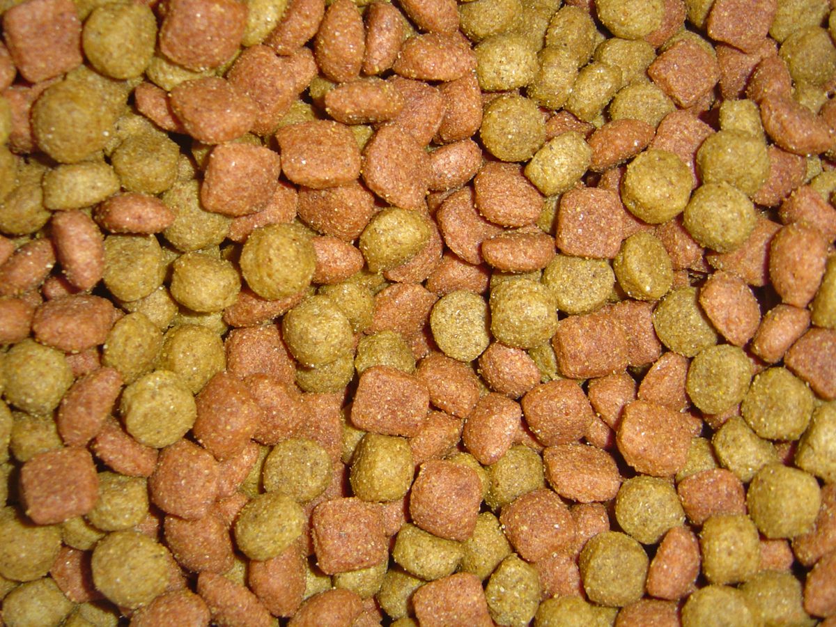 Adult Dog Food (10kg)