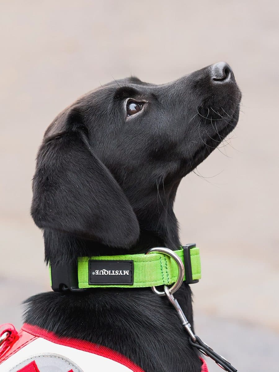 Nylon Dog Leash & Collar