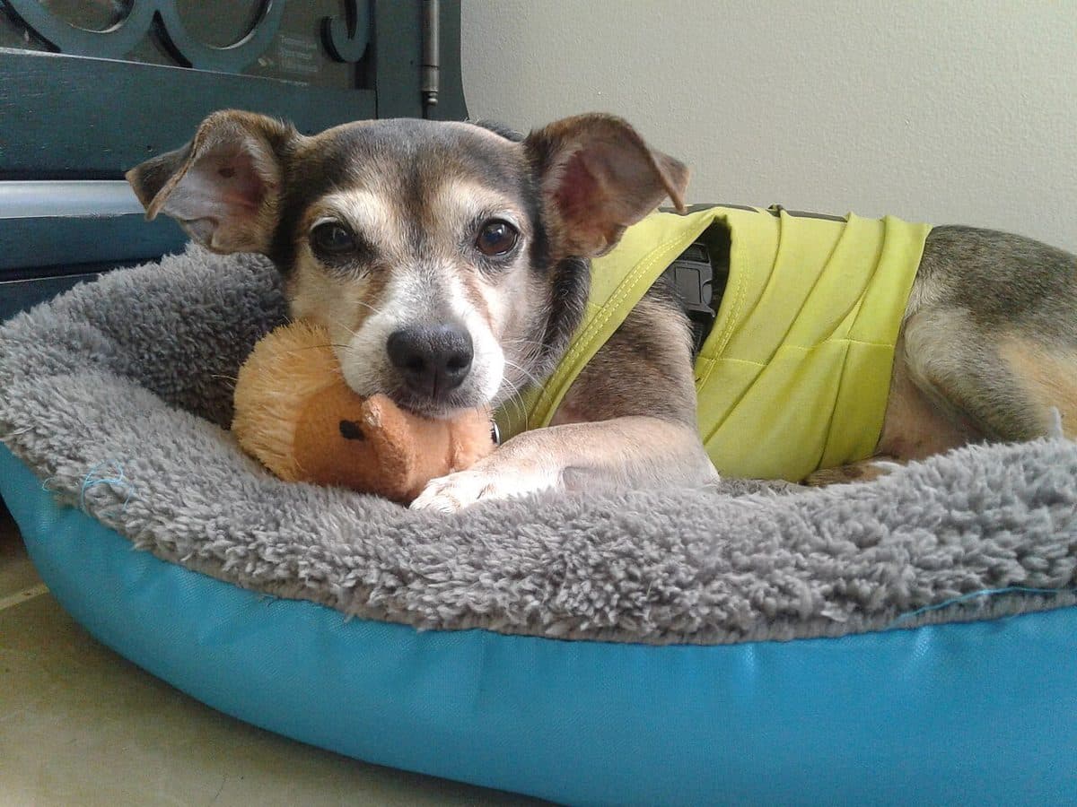 Soft Pet Bed