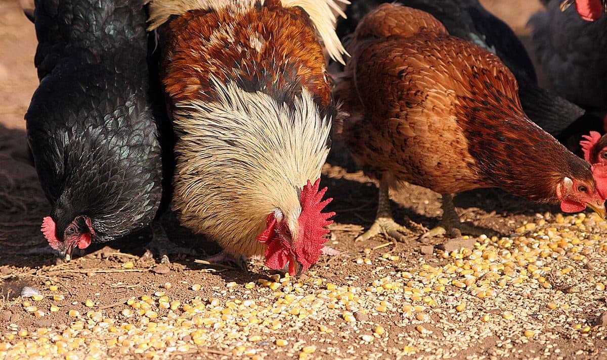 Poultry Feeder (10kg)