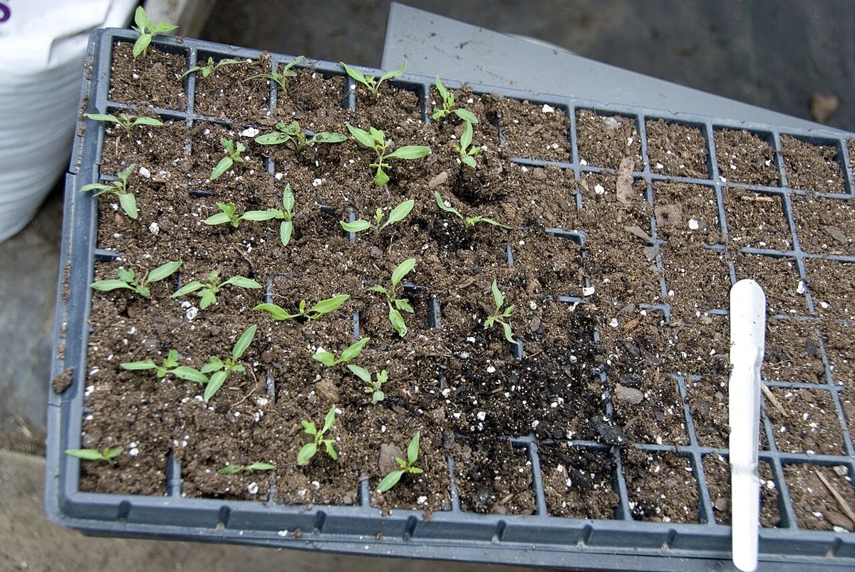 Tomato Seedlings (Tray of 50)