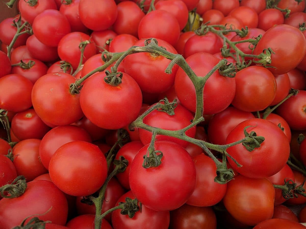 Fresh Tomatoes (1kg)